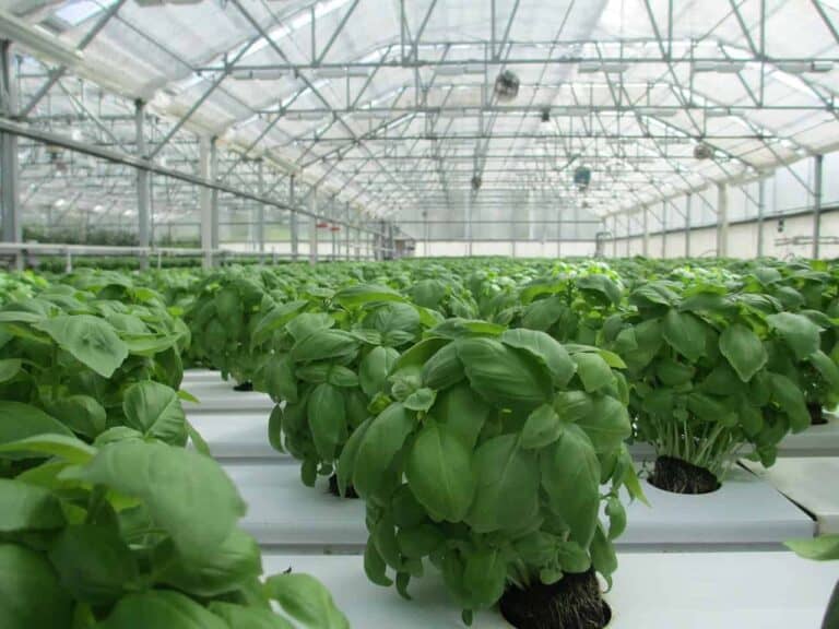 basil grow house