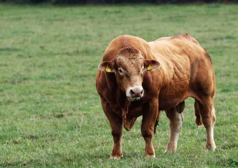 bull 1805365 1280