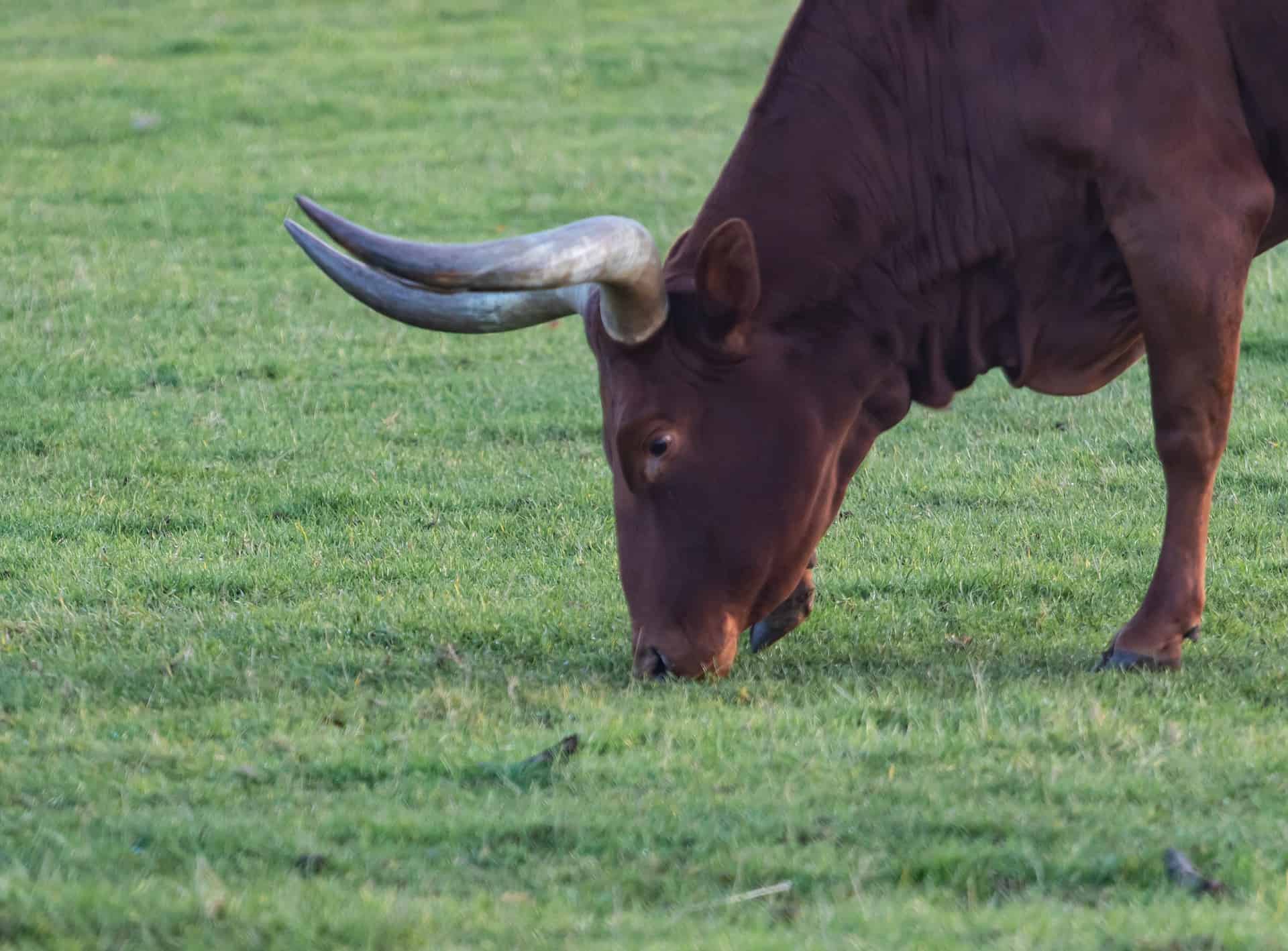 ankole