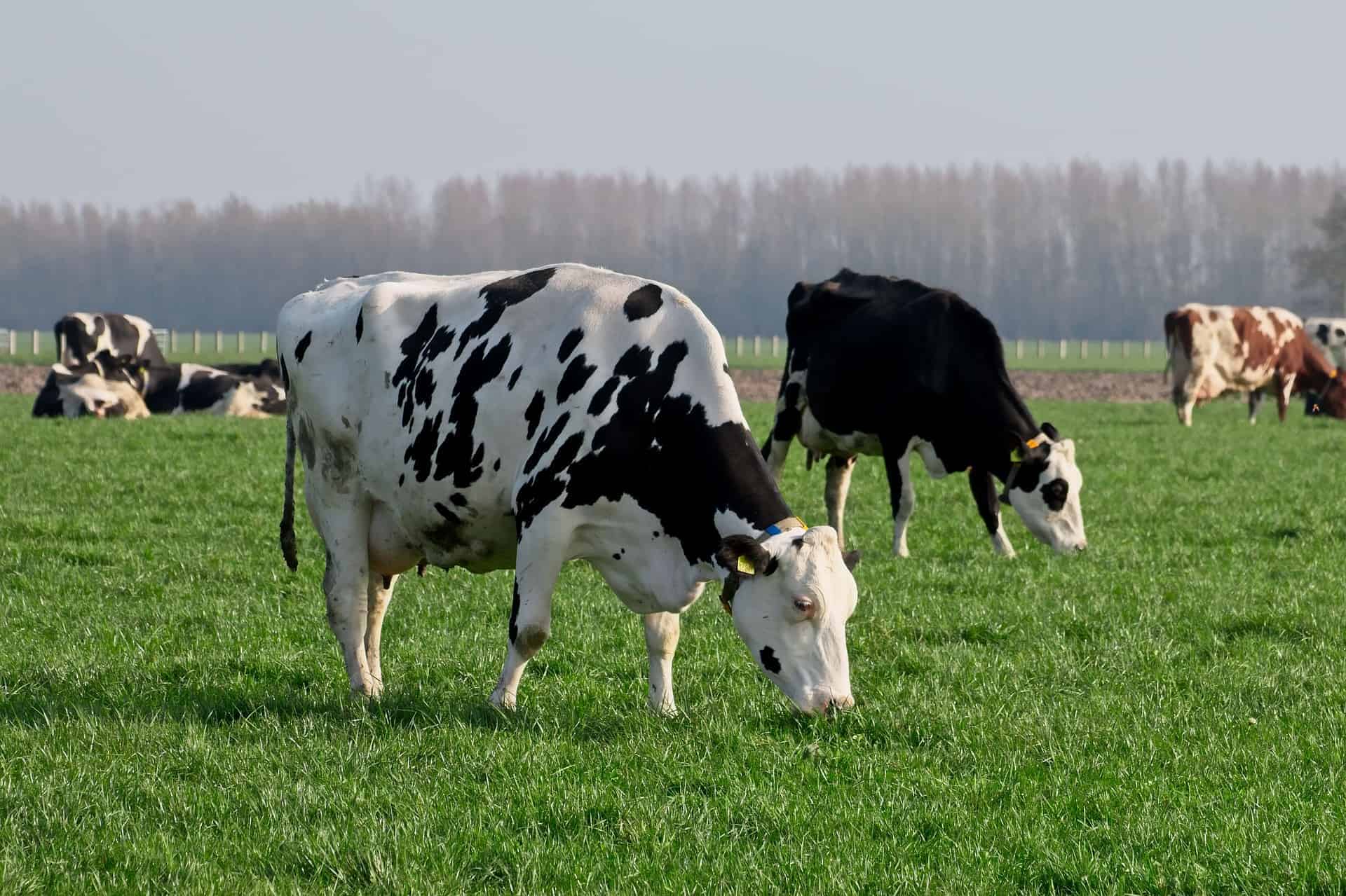 cow