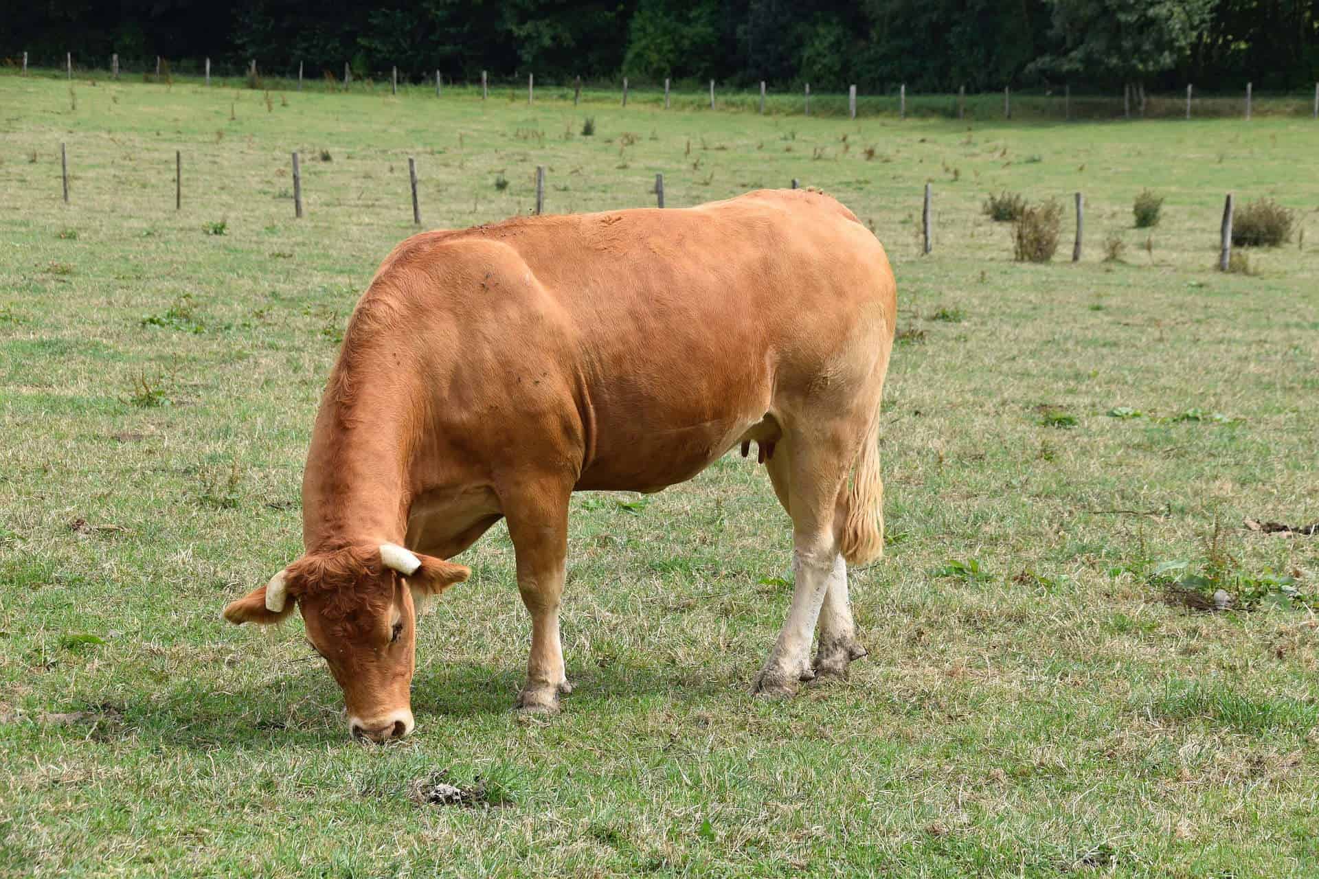cow8