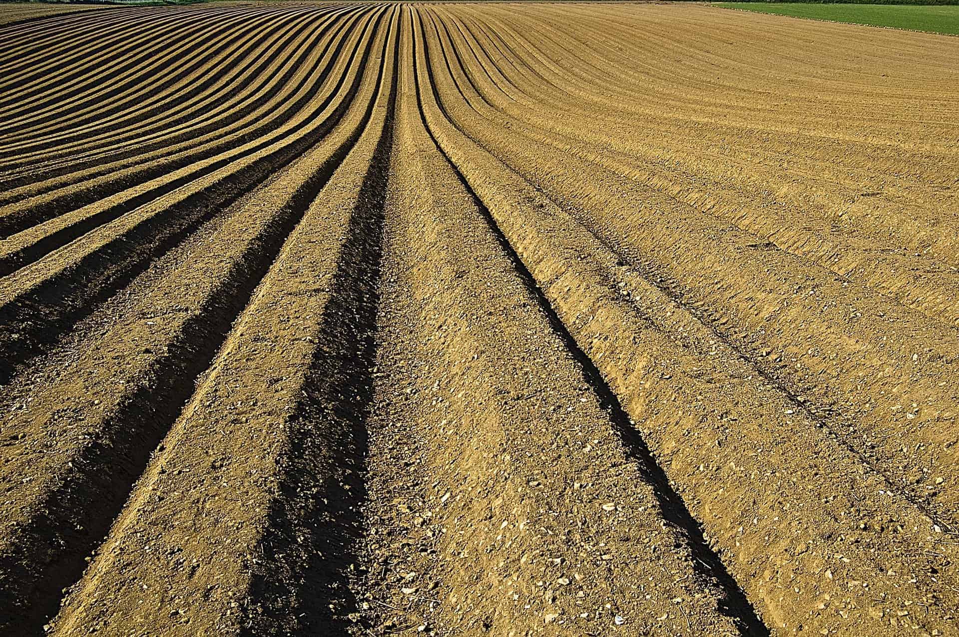 crop