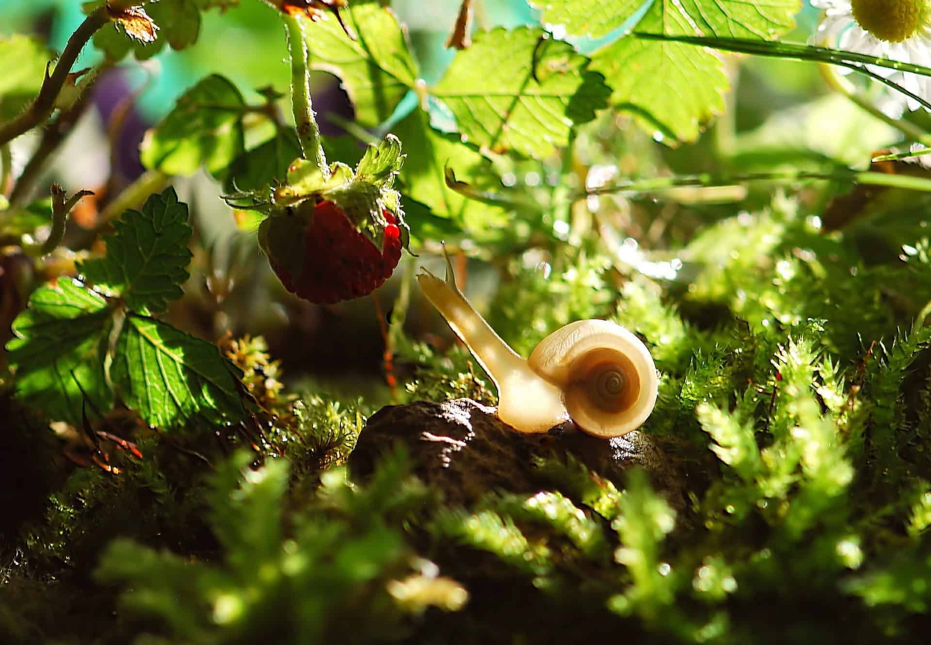 snail