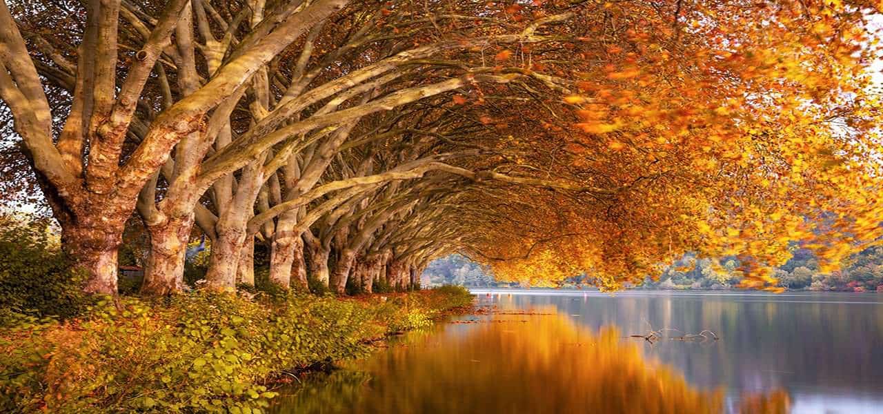 autumn2 1