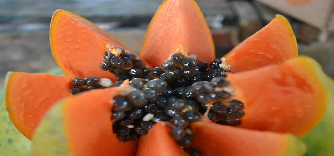 papaya 1