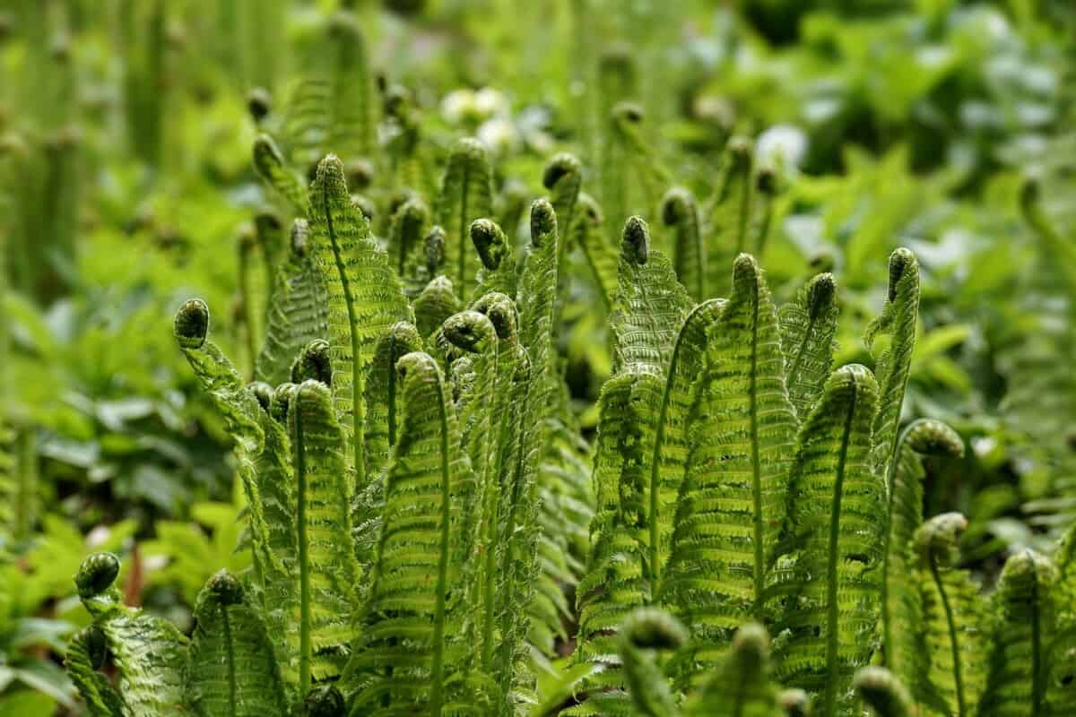 fern