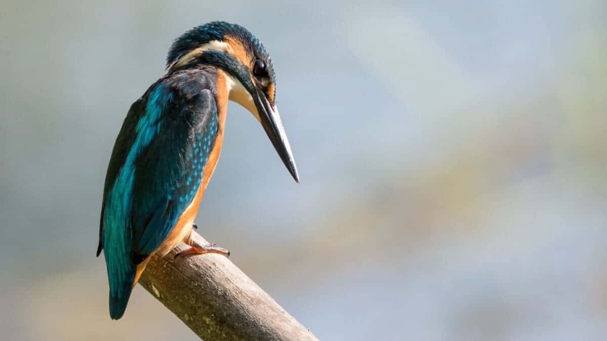 fisher