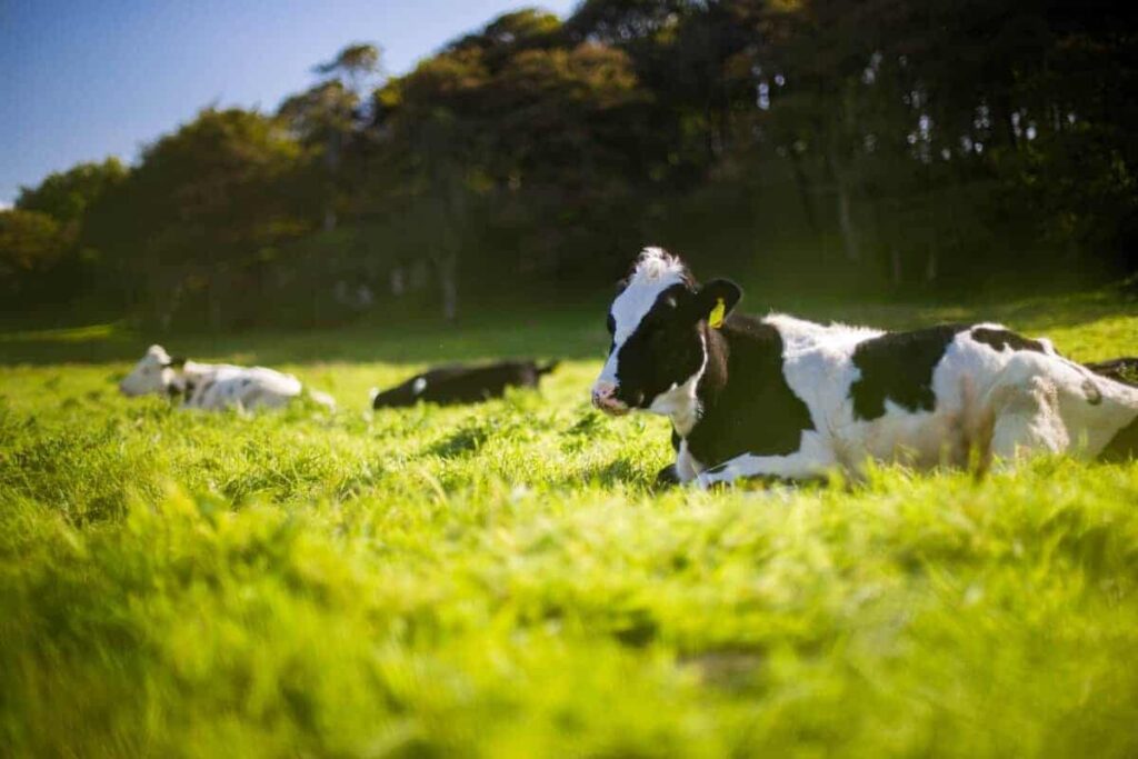 cow22