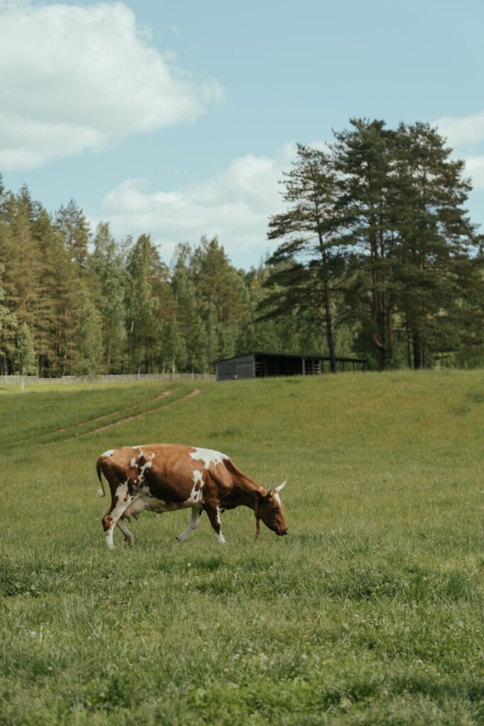 cow8