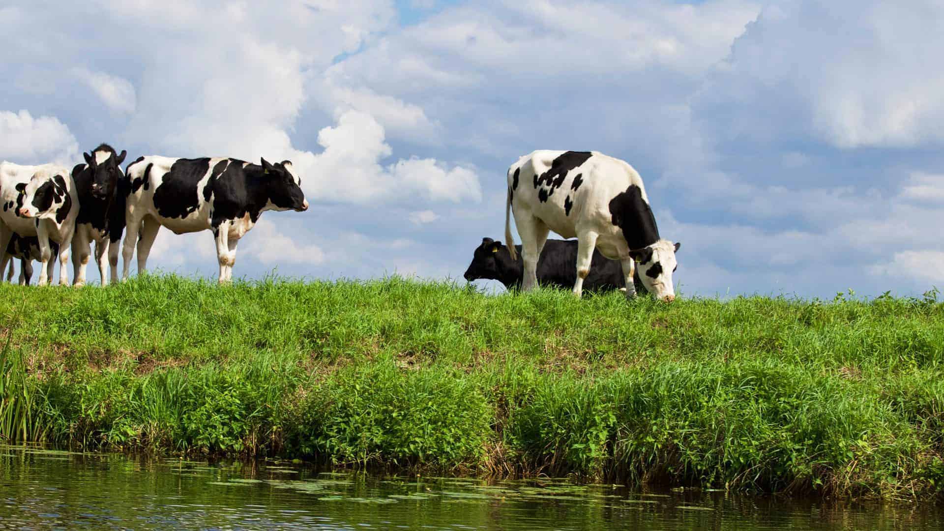 cow in a field