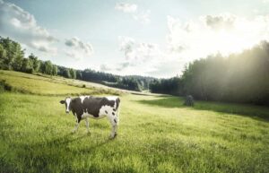 cow8