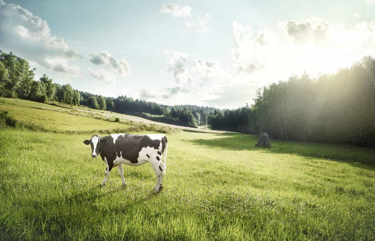 cow8
