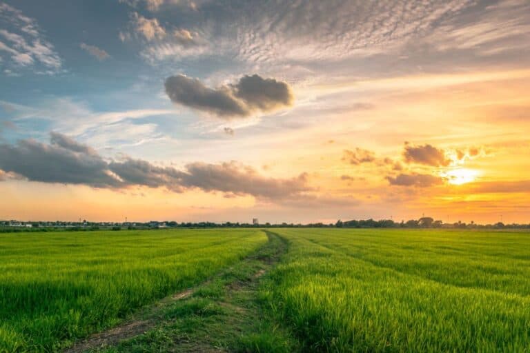 farmfield2